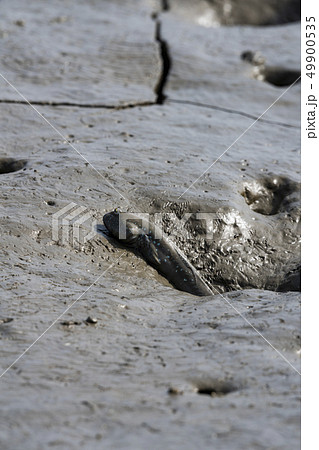 有明海のムツゴロウ 49900535