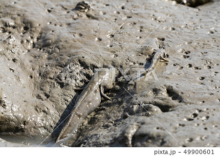 有明海のムツゴロウ 49900601