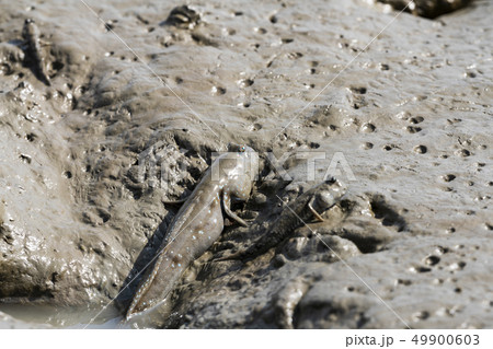 有明海のムツゴロウ 49900603