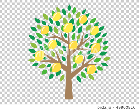 レモンの木のイラスト素材