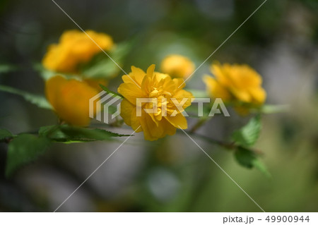 八重山吹 49900944