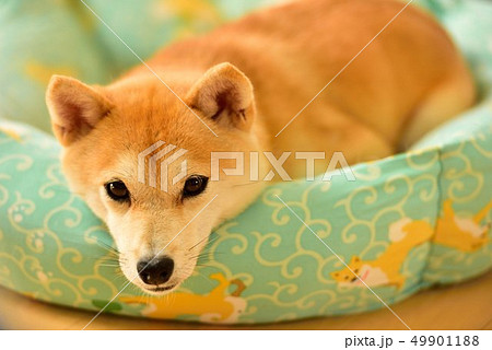 柴犬 柴犬 49901188