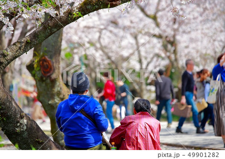 桜 桜 49901282