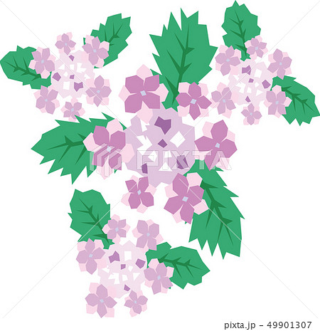 あじさい 49901307