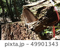 折れた大木 49901343