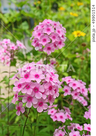 艶やかで美しい宿根フロックス 49901514