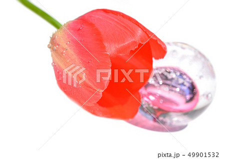 チューリップの花とガラスの置物、白背景 49901532