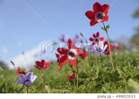 Meadow with red and violet anemones 49902033
