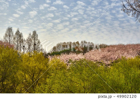 春 風景 公園 49902120