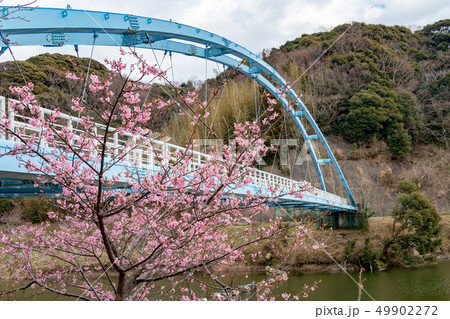 佐久間ダムの河津桜　千葉県安房郡鋸南町 49902272