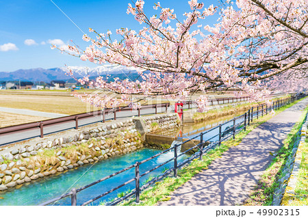 日本の春　富山県入善町 黒部川堤防桜堤の桜並木 49902315