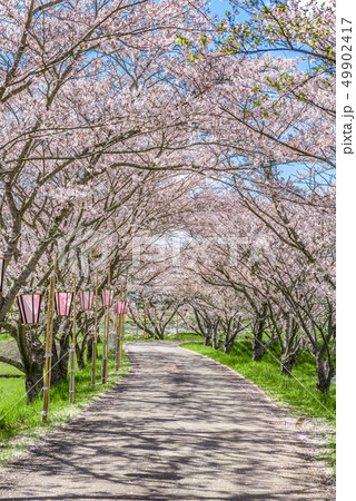 兵庫県　篠山市　桜並木 49902417