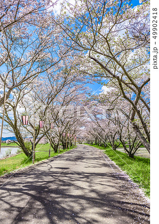兵庫県　篠山市　桜並木 49902418