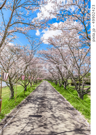 兵庫県　篠山市　桜並木 49902423