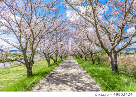 兵庫県　篠山市　桜並木 49902424