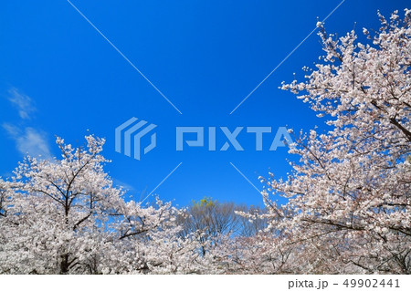 舎人公園の桜の風景 49902441