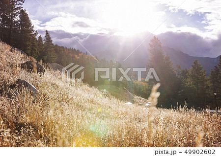Autumn meadow Autumn meadow 49902602