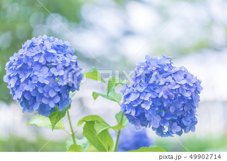 アジサイの花 49902714