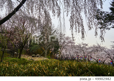 春 風景 公園 49902982