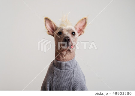 Close up Portrait of a male Chinese Crested Dog on Close up Portrait of a male Chinese Crested Dog on 49903580