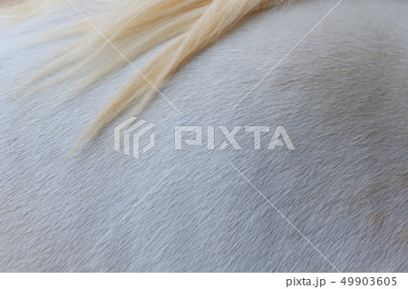 White skin and blond hair horse texture. 49903605