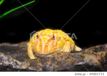 Yellow horned frog. 49903733