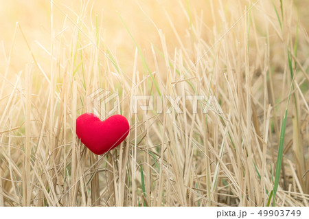 Little red heart pillow falls in the rice field Little red heart pillow falls in the rice field 49903749
