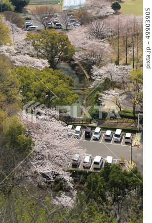 香川県三豊市「不動の滝カントリーパーク」(春) 香川県三豊市「不動の滝カントリーパーク」(春) 49903905