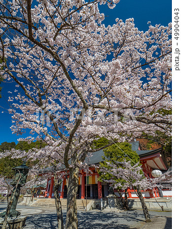 本殿の桜が満開の鞍馬寺 本殿の桜が満開の鞍馬寺 49904043