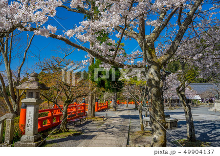 本殿の桜が満開の鞍馬寺 49904137