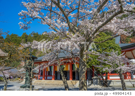 本殿の桜が満開の鞍馬寺 49904143