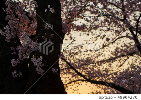 春 ソウル 汝矣島 49904270