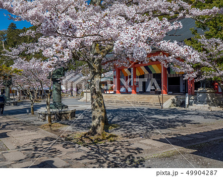 本殿の桜が満開の鞍馬寺の写真素材