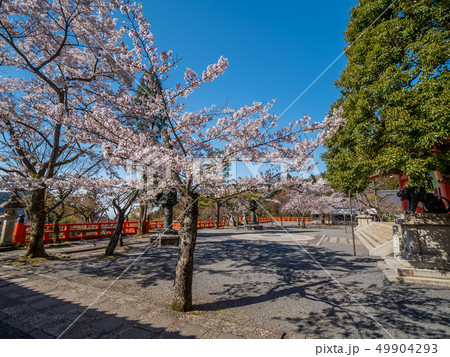本殿の桜が満開の鞍馬寺 49904293