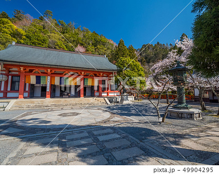 本殿の桜が満開の鞍馬寺 49904295