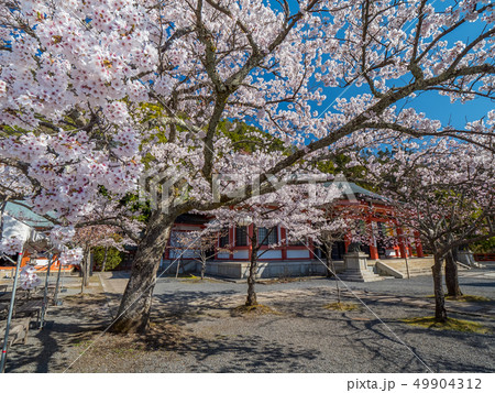 本殿の桜が満開の鞍馬寺 49904312