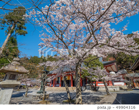 本殿の桜が満開の鞍馬寺 49904316
