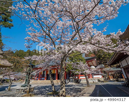 本殿の桜が満開の鞍馬寺 49904317