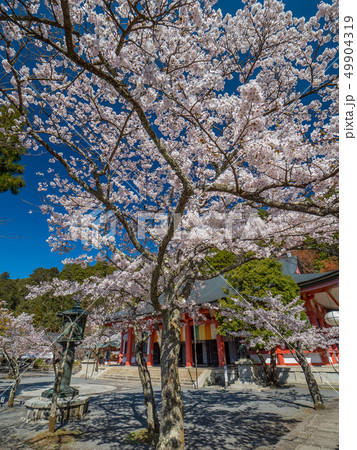 本殿の桜が満開の鞍馬寺 本殿の桜が満開の鞍馬寺 49904319