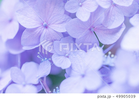 アジサイの花 アップ アジサイの花 アップ 49905039
