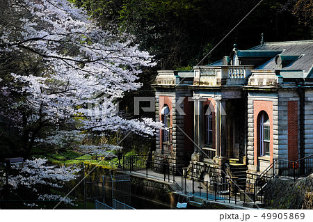 京都蹴上の桜 49905869