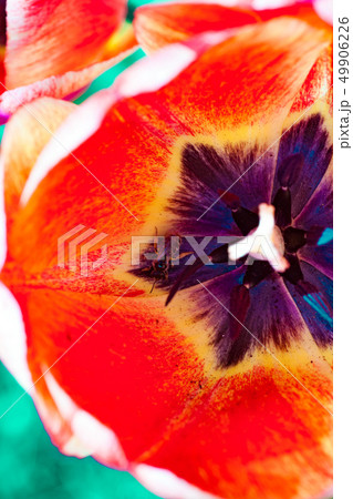 Group of colorful tulip. colorful background 49906226