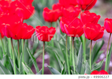 Group of colorful tulip. colorful background Group of colorful tulip. colorful background 49906227