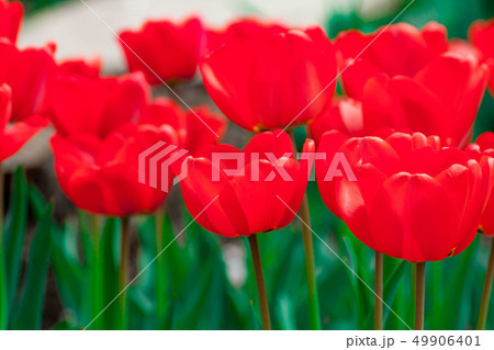 Group of colorful tulip. colorful background Group of colorful tulip. colorful background 49906401
