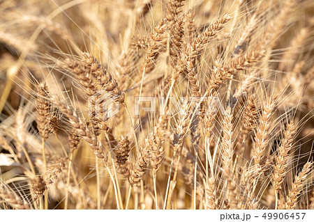 麦畑　収穫まじかの麦の穂 49906457
