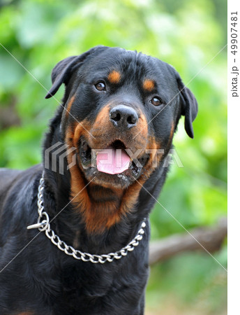 rottweiler rottweiler 49907481