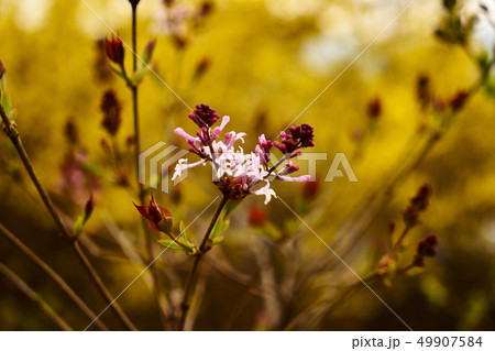 春 花 公園 49907584