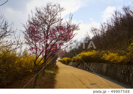 春 花 公園 49907588