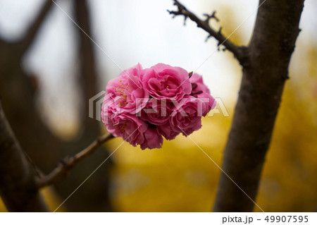 春 花 公園 49907595