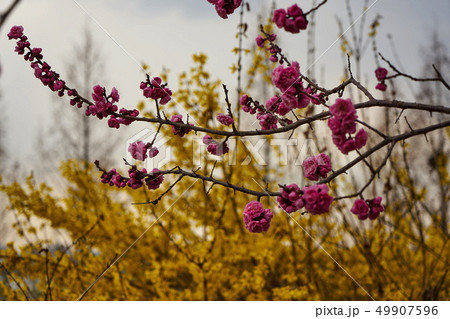 春 花 公園 49907596